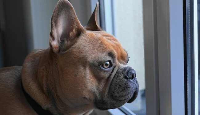 Dogs Worth $100K Stolen During House Burglary In US Smashing Windows – 80 लाख के क़ीमती कुत्तों की हुई चोरी…घर की खिड़की तोड़ हुई घुसपैठ, इस नस्ल के लिए दीवानगी से आई आफ़त