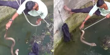 Snake Rescue Video: Man Saving Poisonous Snake By Risking His Life Video Goes Viral On Social Media