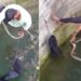 Snake Rescue Video: Man Saving Poisonous Snake By Risking His Life Video Goes Viral On Social Media
