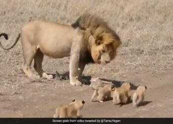 Lion Walking With Its Cubs Like Human Dad Is Too Cute Viral Video Has Over 2 Million Views