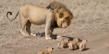 Lion Walking With Its Cubs Like Human Dad Is Too Cute Viral Video Has Over 2 Million Views