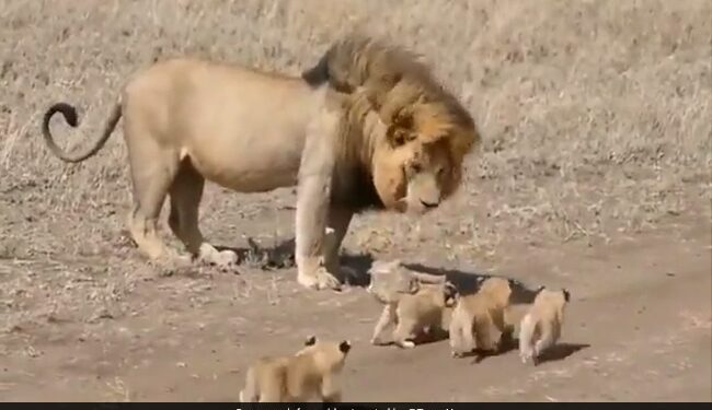 Lion Walking With Its Cubs Like Human Dad Is Too Cute Viral Video Has Over 2 Million Views
