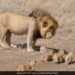 Lion Walking With Its Cubs Like Human Dad Is Too Cute Viral Video Has Over 2 Million Views