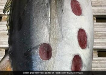 Strange Round Shaped Wounds On Tuna Fish Leaves Internet Puzzled See Viral Pic
