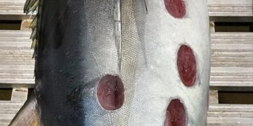 Strange Round Shaped Wounds On Tuna Fish Leaves Internet Puzzled See Viral Pic