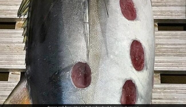 Strange Round Shaped Wounds On Tuna Fish Leaves Internet Puzzled See Viral Pic