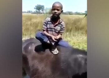 A Small Child Is Singing Mujhse Shaadi Karogi, Sitting Comfortably On A Buffalo, The Video Is Going Viral – भैंस पर आराम से बैठकर छोटा बच्चा गा रहा है