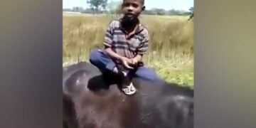 A Small Child Is Singing Mujhse Shaadi Karogi, Sitting Comfortably On A Buffalo, The Video Is Going Viral – भैंस पर आराम से बैठकर छोटा बच्चा गा रहा है