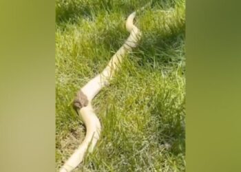 Video Of Frog Riding A Dangerous Snake Goes Viral, Forest Officer Said- Players Of Danger – ख़तरनाक सांप की सवारी करते हुए मेढ़क का वीडियो वायरल, वन अधिकारी ने कहा