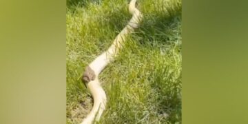 Video Of Frog Riding A Dangerous Snake Goes Viral, Forest Officer Said- Players Of Danger – ख़तरनाक सांप की सवारी करते हुए मेढ़क का वीडियो वायरल, वन अधिकारी ने कहा
