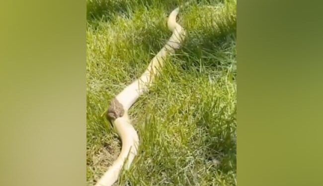 Video Of Frog Riding A Dangerous Snake Goes Viral, Forest Officer Said- Players Of Danger – ख़तरनाक सांप की सवारी करते हुए मेढ़क का वीडियो वायरल, वन अधिकारी ने कहा