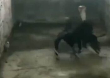 Risking Her Life To Save The Child, The Hen Fought With The Snake, You Will Be Shocked To See The Video