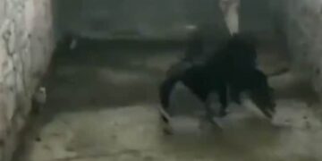 Risking Her Life To Save The Child, The Hen Fought With The Snake, You Will Be Shocked To See The Video
