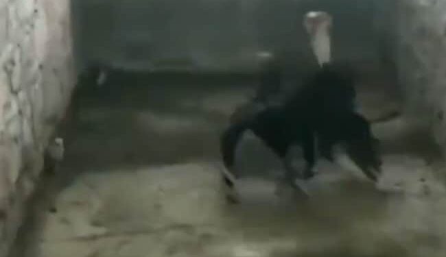 Risking Her Life To Save The Child, The Hen Fought With The Snake, You Will Be Shocked To See The Video