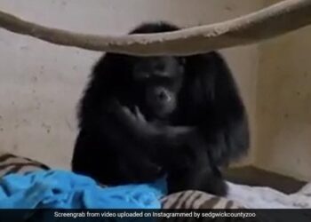 Chimpanzee Mother Reunited With Her Newborn Baby Will Melt Your Heart Watch Emotional Video
