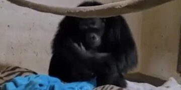 Chimpanzee Mother Reunited With Her Newborn Baby Will Melt Your Heart Watch Emotional Video