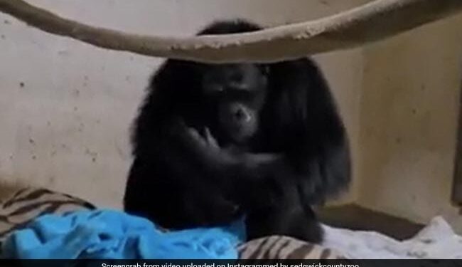 Chimpanzee Mother Reunited With Her Newborn Baby Will Melt Your Heart Watch Emotional Video