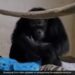 Chimpanzee Mother Reunited With Her Newborn Baby Will Melt Your Heart Watch Emotional Video