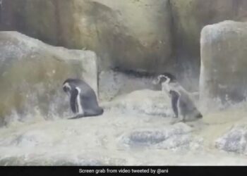 Mumbai Zoo Welcomes 3 Baby Penguins Watch Viral Video