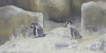 Mumbai Zoo Welcomes 3 Baby Penguins Watch Viral Video