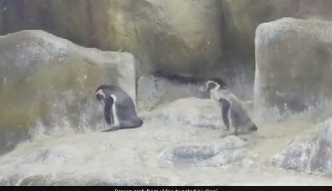 Mumbai Zoo Welcomes 3 Baby Penguins Watch Viral Video