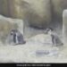 Mumbai Zoo Welcomes 3 Baby Penguins Watch Viral Video