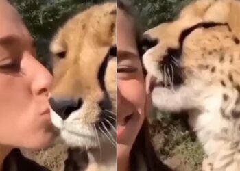 Cheetah Viral Video: Cheetah Was Seen Showering Love On Woman Video Goes Viral On Social Media