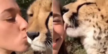 Cheetah Viral Video: Cheetah Was Seen Showering Love On Woman Video Goes Viral On Social Media