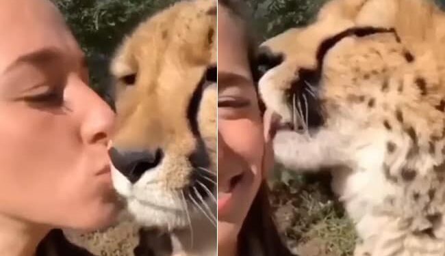 Cheetah Viral Video: Cheetah Was Seen Showering Love On Woman Video Goes Viral On Social Media