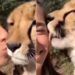 Cheetah Viral Video: Cheetah Was Seen Showering Love On Woman Video Goes Viral On Social Media