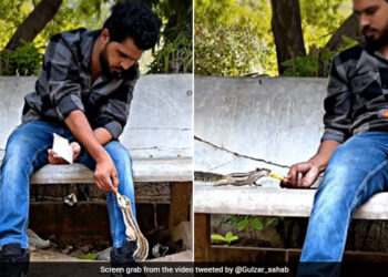 Man Feeds Kurkure To Squirrels Internet Loves It See Viral Video