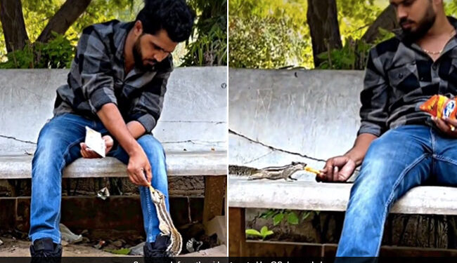 Man Feeds Kurkure To Squirrels Internet Loves It See Viral Video