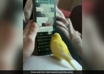 Parrot Does Whatsapp Chat With Human Doing Quick Typing With The Beak Internet Shocked See Viral Video