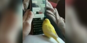 Parrot Does Whatsapp Chat With Human Doing Quick Typing With The Beak Internet Shocked See Viral Video