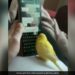 Parrot Does Whatsapp Chat With Human Doing Quick Typing With The Beak Internet Shocked See Viral Video