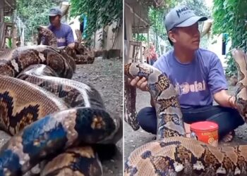 Dangerous Big Python Video: Man Sitting With Python Snake Dangerous Big Venomous Poisonous Python Snake Viral Video