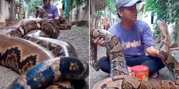 Dangerous Big Python Video: Man Sitting With Python Snake Dangerous Big Venomous Poisonous Python Snake Viral Video