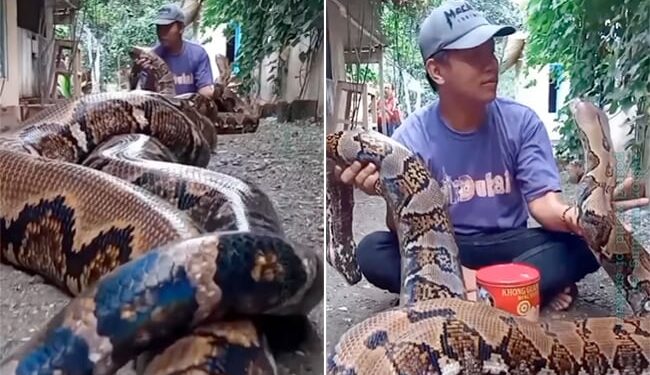 Dangerous Big Python Video: Man Sitting With Python Snake Dangerous Big Venomous Poisonous Python Snake Viral Video