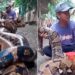 Dangerous Big Python Video: Man Sitting With Python Snake Dangerous Big Venomous Poisonous Python Snake Viral Video