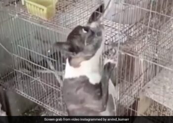 Dog Snake Fight Video Dog Clashed With Huge Snake To Save Parrot Life Slammed Snake On The Ground And Then See Shocking Video