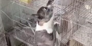 Dog Snake Fight Video Dog Clashed With Huge Snake To Save Parrot Life Slammed Snake On The Ground And Then See Shocking Video