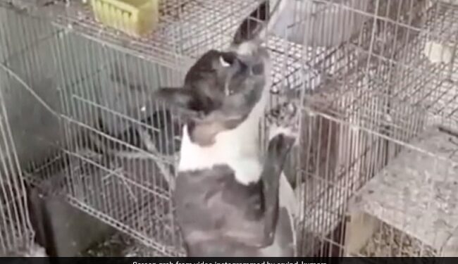 Dog Snake Fight Video Dog Clashed With Huge Snake To Save Parrot Life Slammed Snake On The Ground And Then See Shocking Video