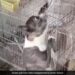 Dog Snake Fight Video Dog Clashed With Huge Snake To Save Parrot Life Slammed Snake On The Ground And Then See Shocking Video