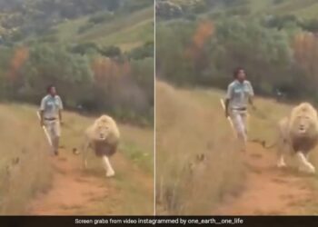 Man Chasing The Lion With A Stick Suddenly King Of Jungle Turned Back Then What Happened Next See Viral Video