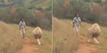 Man Chasing The Lion With A Stick Suddenly King Of Jungle Turned Back Then What Happened Next See Viral Video