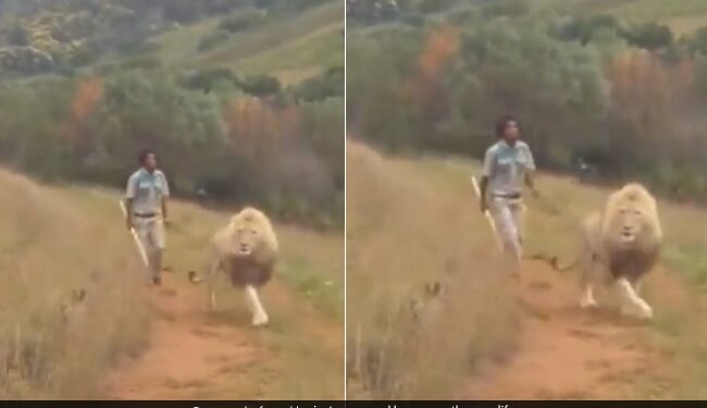 Man Chasing The Lion With A Stick Suddenly King Of Jungle Turned Back Then What Happened Next See Viral Video