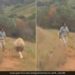 Man Chasing The Lion With A Stick Suddenly King Of Jungle Turned Back Then What Happened Next See Viral Video