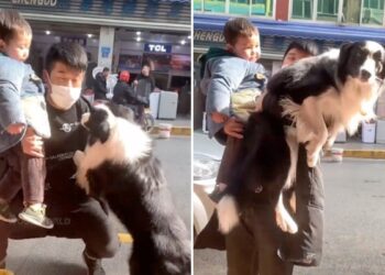 The Person Adopted The Child, The Dog Also Insisted, After Watching The Video It Will Be Said That Even Animals Are Jealous. – शख्स ने बच्चे को लिया गोद तो कुत्ते ने भी ज़िद्द कर दी, वीडियो देख कहेंगे