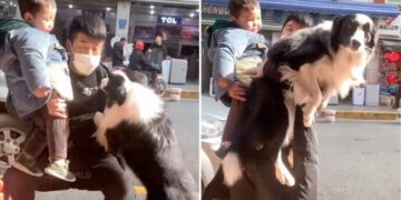 The Person Adopted The Child, The Dog Also Insisted, After Watching The Video It Will Be Said That Even Animals Are Jealous. – शख्स ने बच्चे को लिया गोद तो कुत्ते ने भी ज़िद्द कर दी, वीडियो देख कहेंगे
