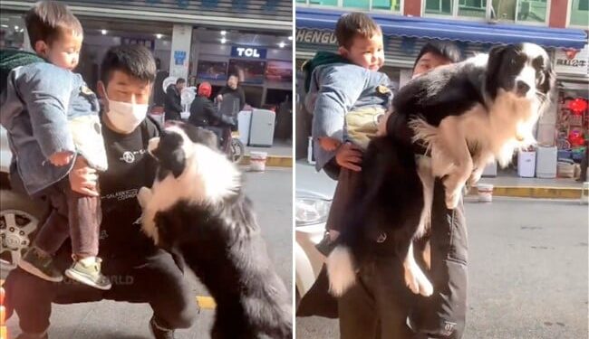 The Person Adopted The Child, The Dog Also Insisted, After Watching The Video It Will Be Said That Even Animals Are Jealous. – शख्स ने बच्चे को लिया गोद तो कुत्ते ने भी ज़िद्द कर दी, वीडियो देख कहेंगे